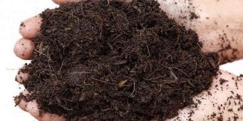 Sadnice patlidžana loše rastu: šta učiniti